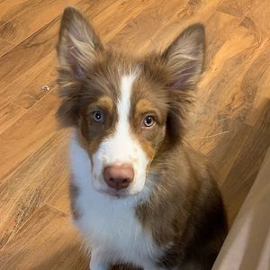 Meet your Posher, Lexi